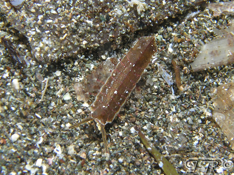 idoteidae da identificare